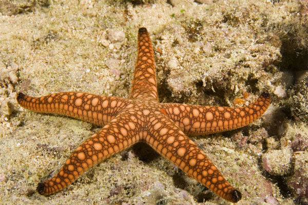Красивые и удивительные картинки морской звезды - лучшая подборка 3