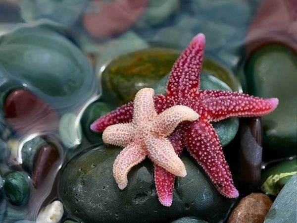 Красивые и удивительные картинки морской звезды - лучшая подборка 6