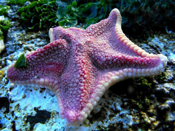 Красивые и удивительные картинки морской звезды - лучшая подборка 8