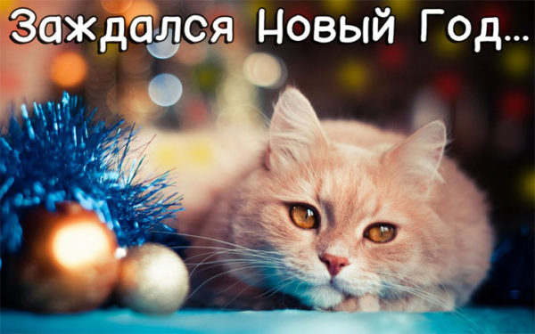 Смешные картинки про котов и котиков - смотреть подборку бесплатно 7