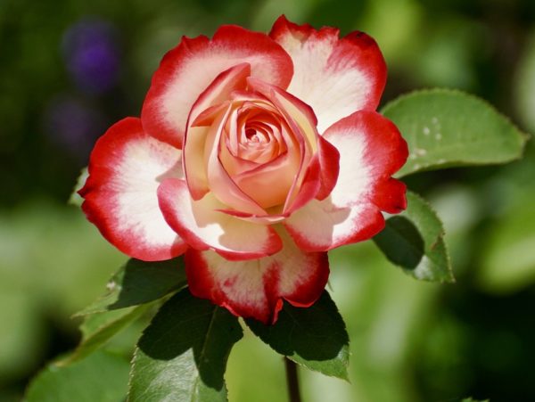 Красивые и прикольные картинки роз - удивительная подборка 1