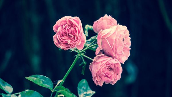 Красивые и прикольные картинки роз - удивительная подборка 10