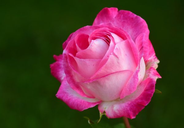 Красивые и прикольные картинки роз - удивительная подборка 11