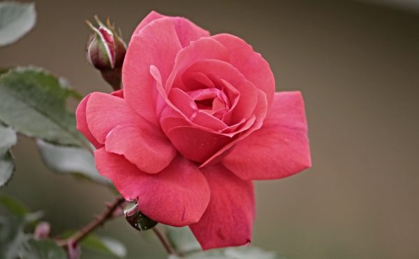 Красивые и прикольные картинки роз - удивительная подборка 13