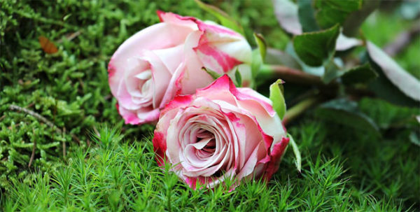Красивые и прикольные картинки роз - удивительная подборка 2