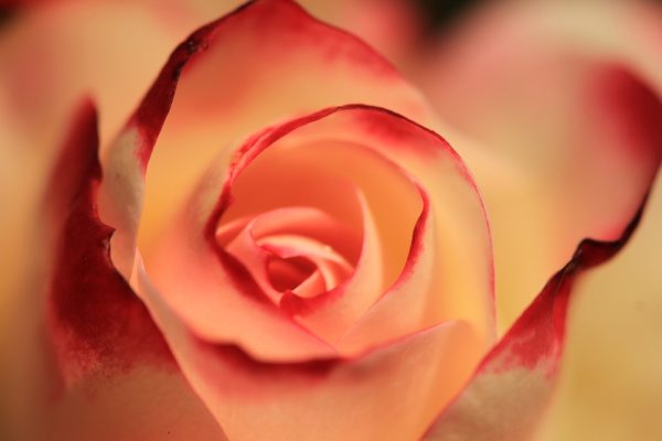 Красивые и прикольные картинки роз - удивительная подборка 4
