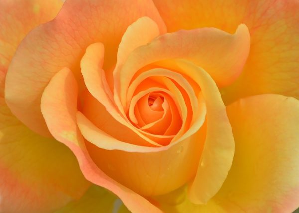 Красивые и прикольные картинки роз - удивительная подборка 5