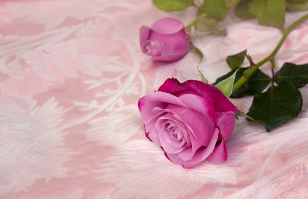 Красивые и прикольные картинки роз - удивительная подборка 6