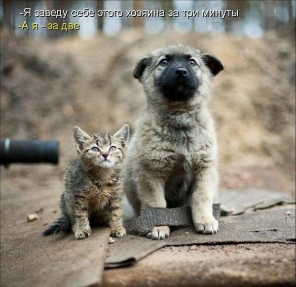 Прикольные и смешные картинки про собачек - смотреть коллекцию 4