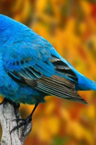 Красивые и прикольные картинки птиц на заставку телефона - сборка 11