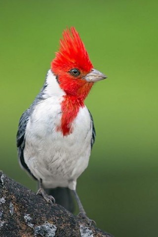 Красивые и прикольные картинки птиц на заставку телефона - сборка 6