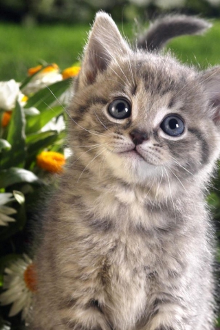 Кошечки картинки - прикольные и красивые на заставку телефона 10