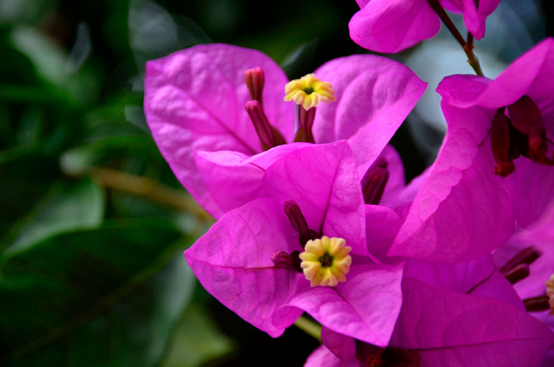 Фотографии цветка Бугенвиллия - красивая подборка 15