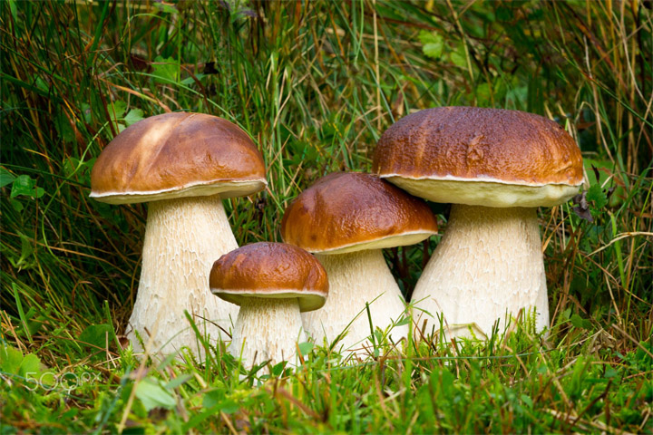 Белый гриб, как отличить от ложного белого гриба - описание, фото 1