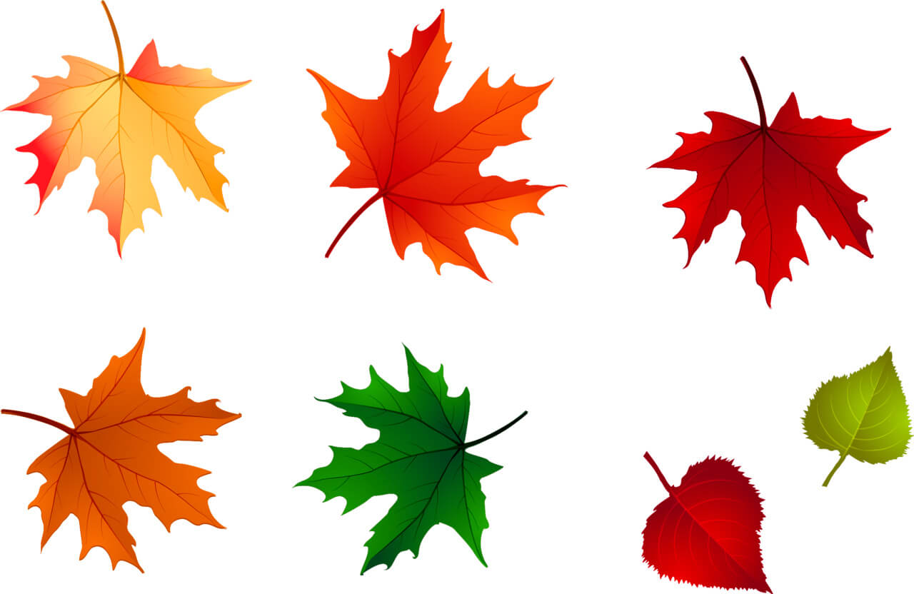 Прикольные картинки осенних листьев для оформления - подборка 7