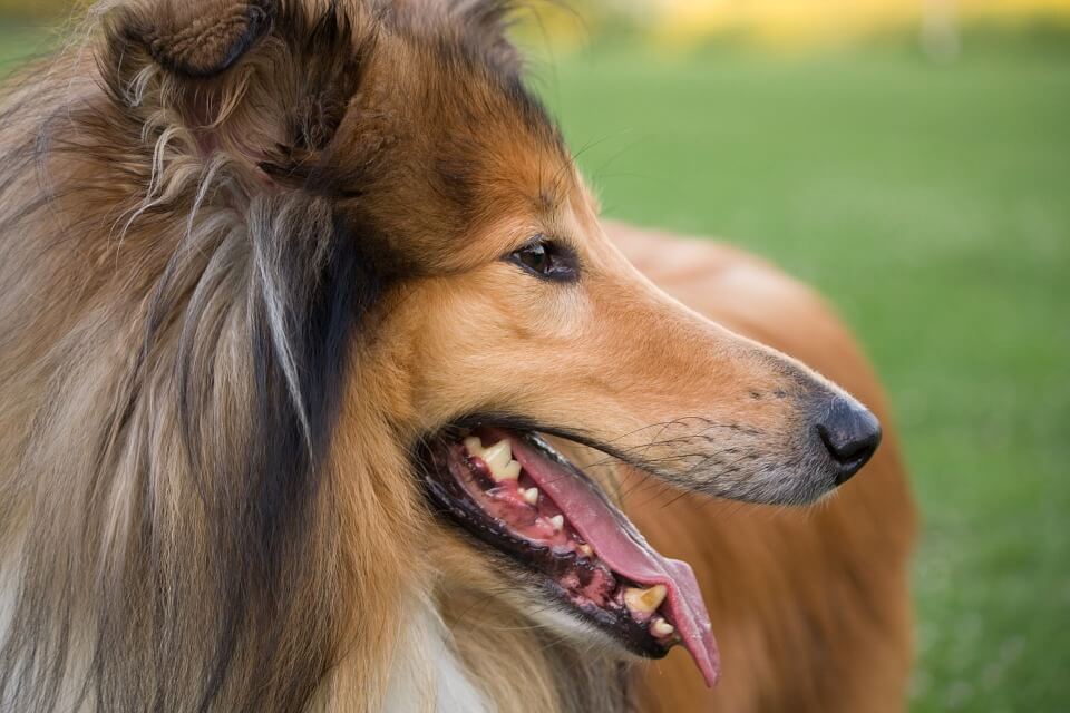Порода собак Колли - красивые фотографии и картинки 3