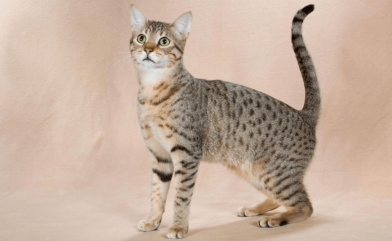 Египетская кошка - фотографии и картинки, подборка 8