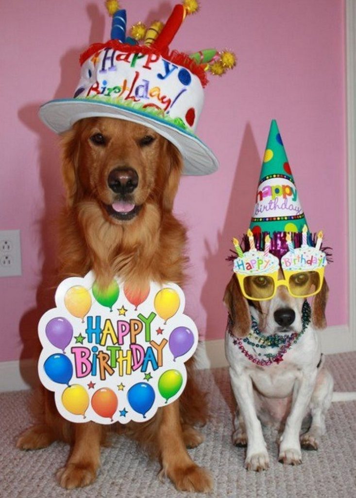 Поздравления Собаке С Днем Рождения Открытки