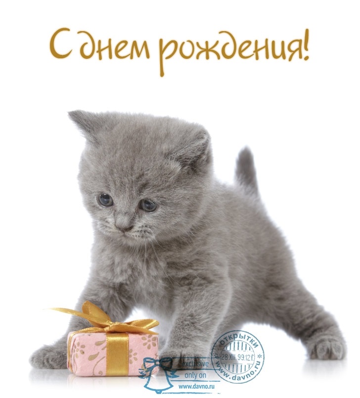 Поздравления С Днем Рождения С Кошками Картинки