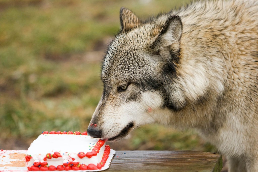Поздравление С Днем Рождения От Волка Скачать