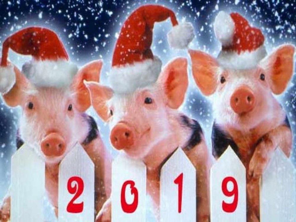 Поздравления С Новым Годом Годом Свиньи По Восточному Гороскопу