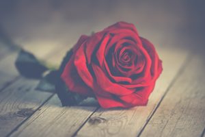 Красивые и прикольные картинки роз - удивительная подборка 12