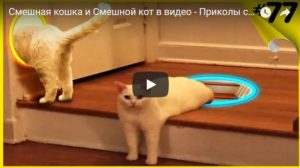 Смешные видео приколы про котов - самые лучшие и ржачные за 2018
