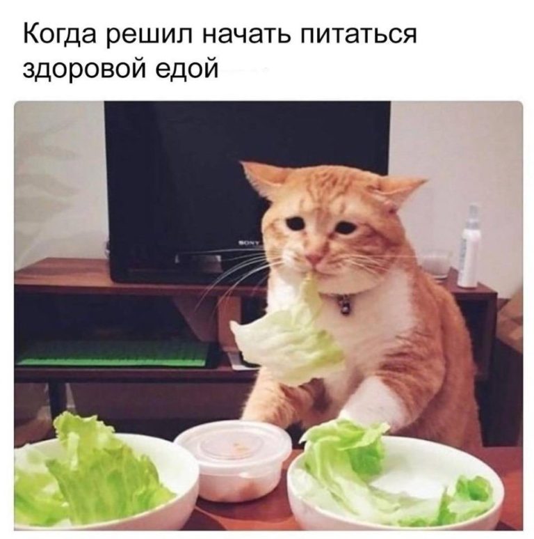 Похудеть смешные картинки