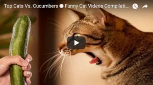 Смешные и ржачные видео про кошек - самые забавные и веселые