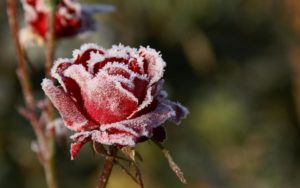 Красивые-зимние-картинки-природы-и-растений---лучшие-изображения-12