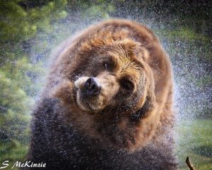 Красивые картинки, фотографии Медведя Гризли - подборка 9