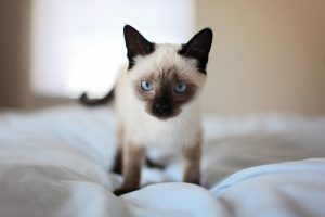 Красивые сиамские котята картинки - подборка изображений 7