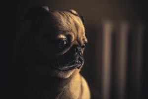 Необычные фотографии собак мопсов - самые классные 3