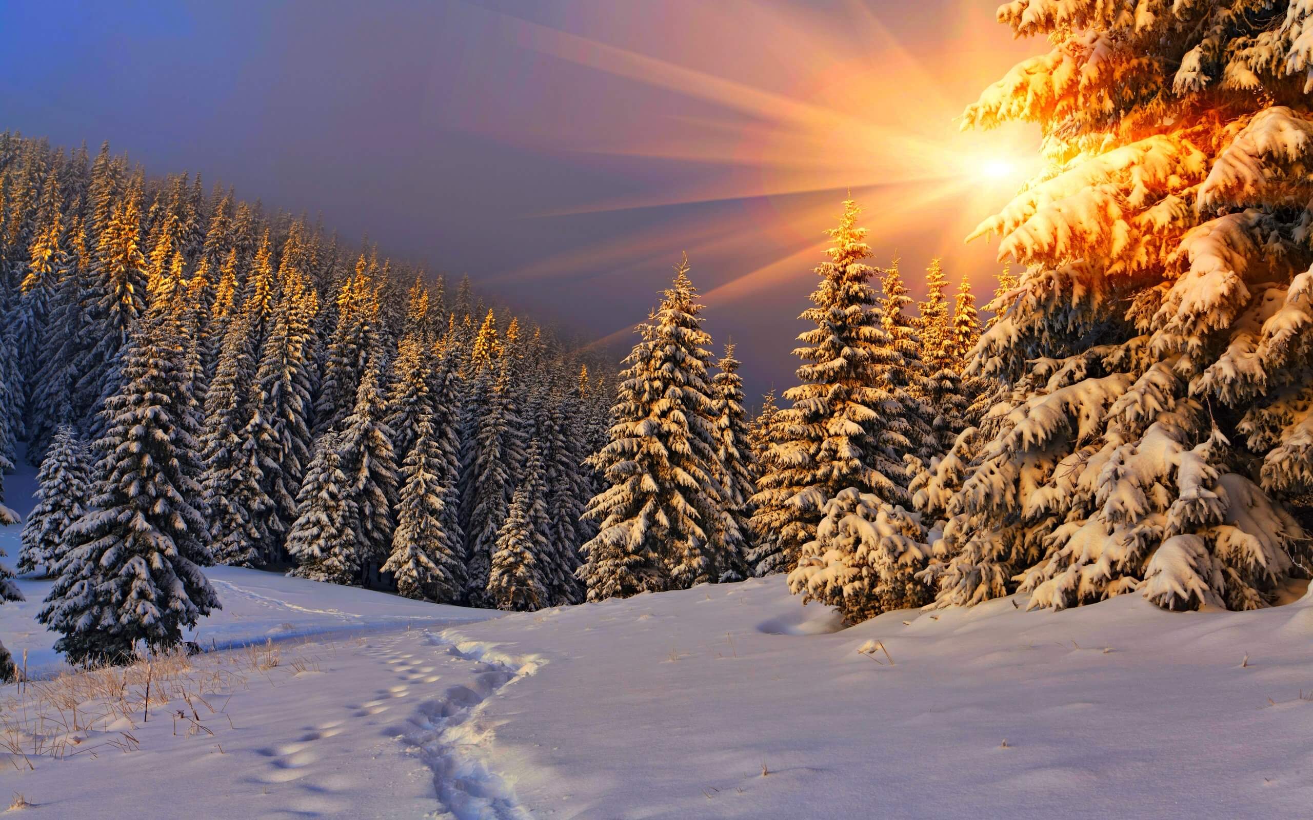 Красота ели. Зимний лес. Зимой в лесу. Сказочный зимний лес. Зимний Солнечный лес.