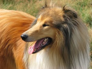 Порода собак Колли - красивые фотографии и картинки 14