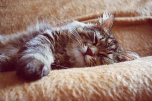 Картинки спящих котов и котиков - самые милые 19