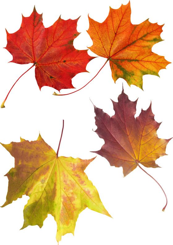 Шаблоны осенних листьев для вырезания из бумаги   подборка (18 картинок) (4)