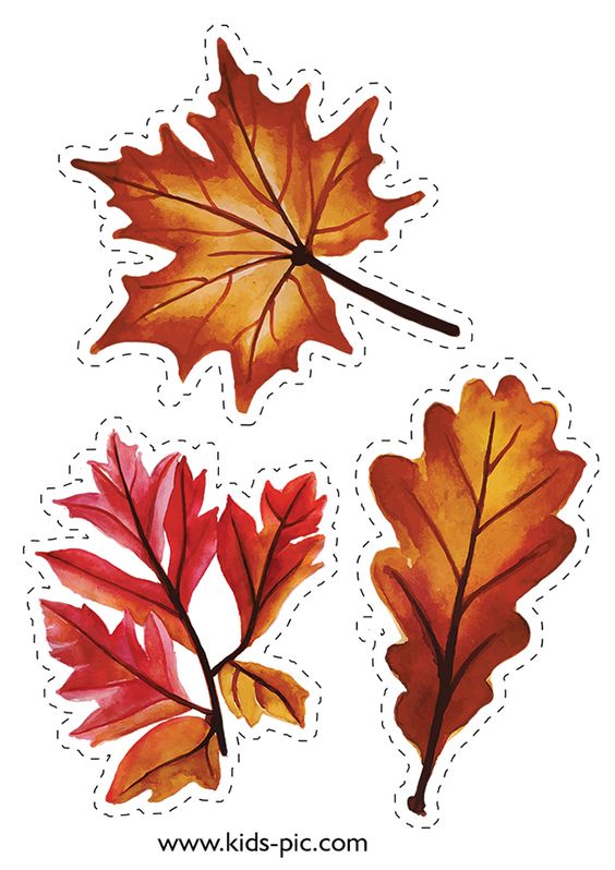 Шаблоны осенних листьев для вырезания из бумаги   подборка (18 картинок) (5)