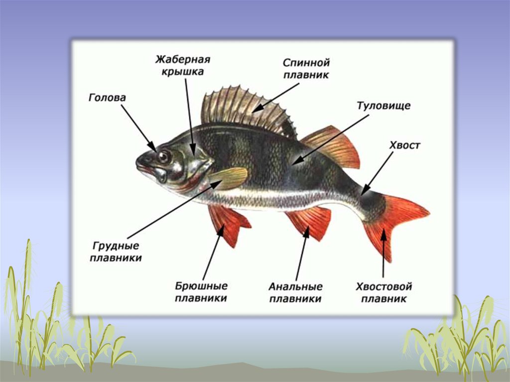 Схема рыбы для детей