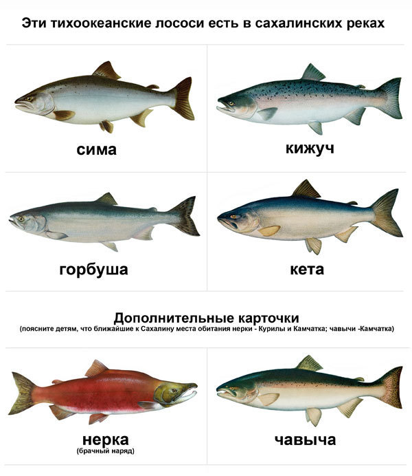 Виды Красной Рыбы Названия Фото