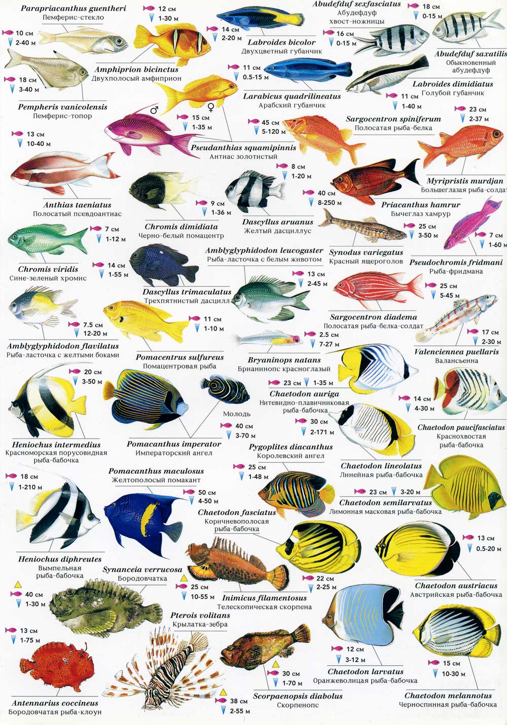 Опасные Рыбы Фото И Названия