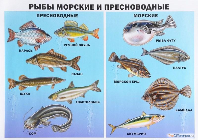 Пресноводные Рыбы Фото С Названиями