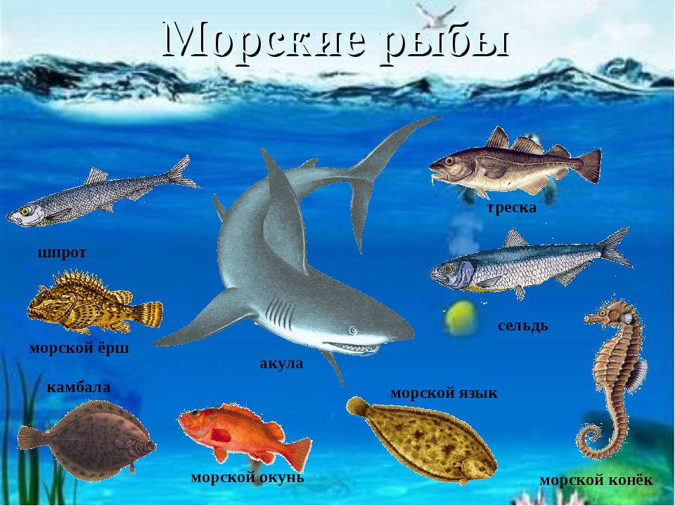 Морские животные с названиями фото для детей