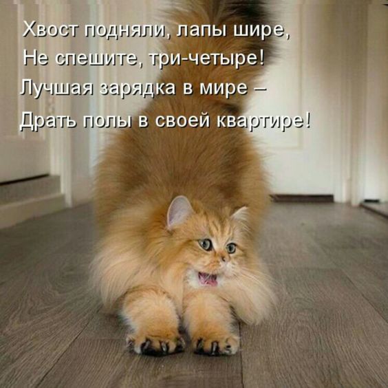 Смешные Коты Фото До Слез С Надписями