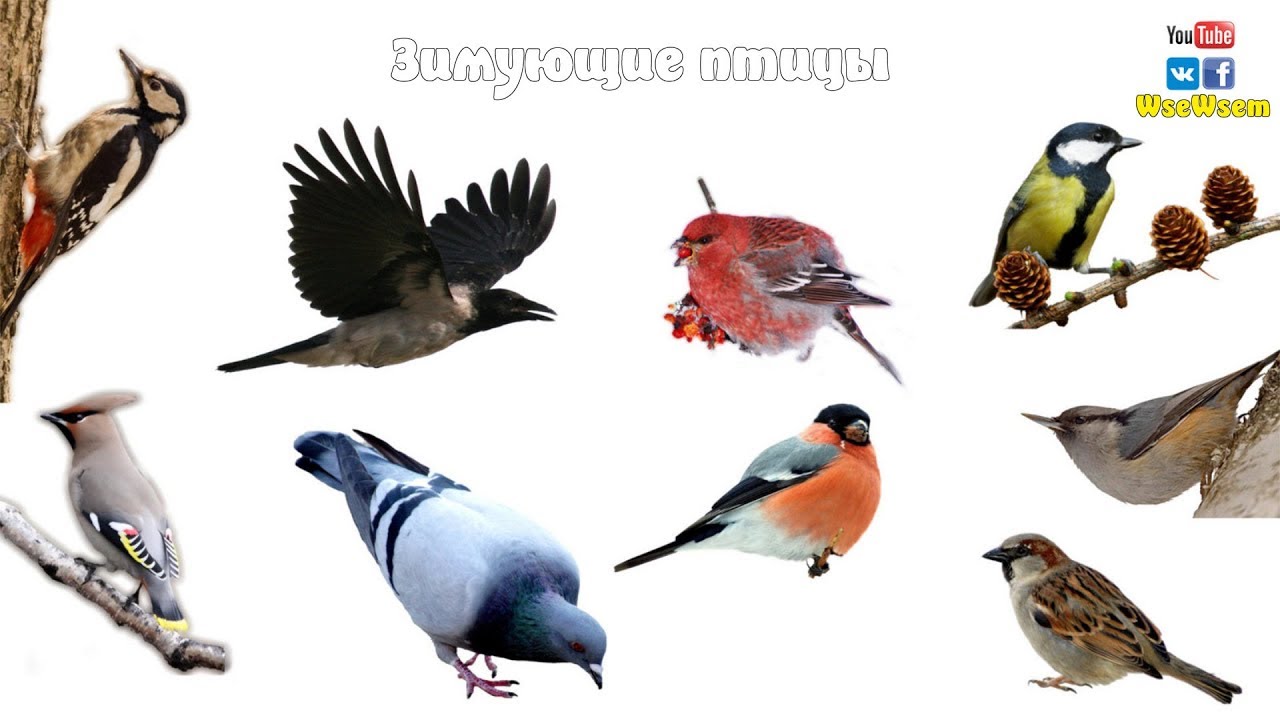 Птицы Удмуртии Фото И Описание