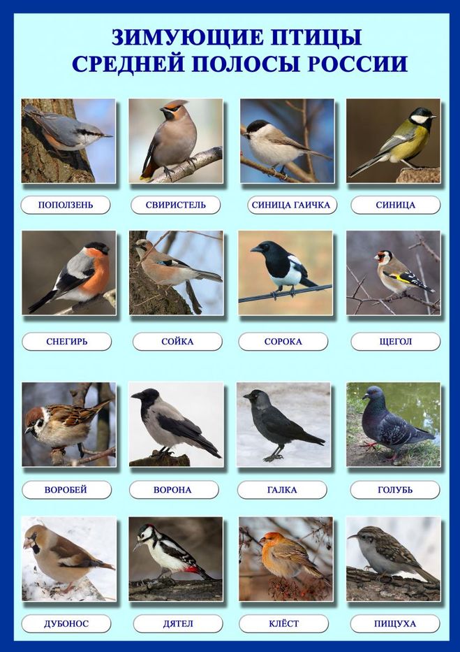 Птицы Кубани Фото С Названиями