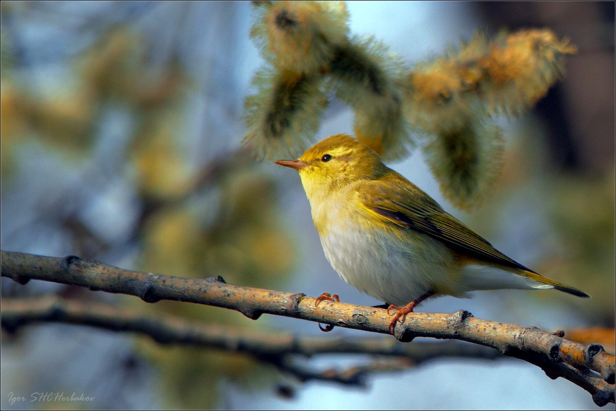 Птицы Тульской Области Фото С Названиями Зимующие