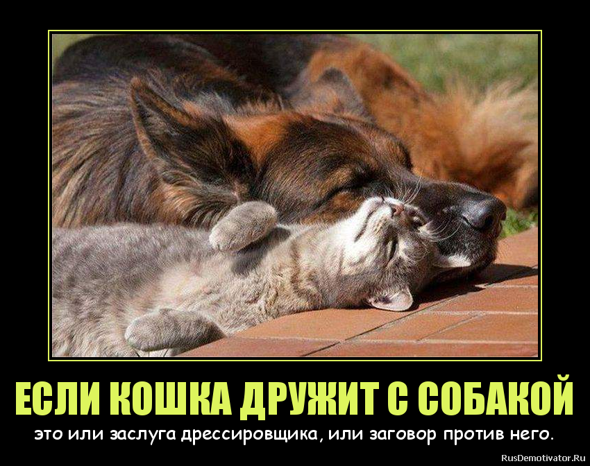 Дружба кошки и собаки. Анекдоты про кошек и собак. Дружба между котом и собакой. Шутки про собак и кошек. Кошка хороший друг