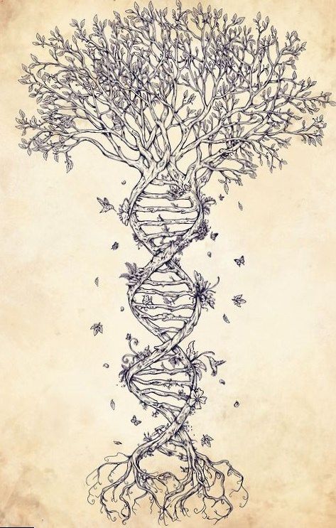 Генеологичне дерево шаблон фото   подборка (15 картинок) (9)