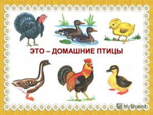 Дикие и домашние птицы картинки для детей   подборка (11)